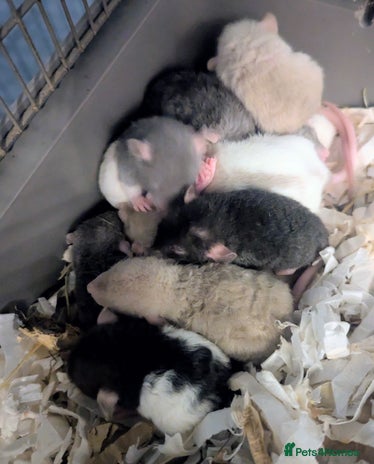 Rat rodents - Advert 1