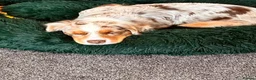 Miniature American Shepherd dogs for sale: Mini American Puppies DUE DATE 13/05/26 - Advert 4
