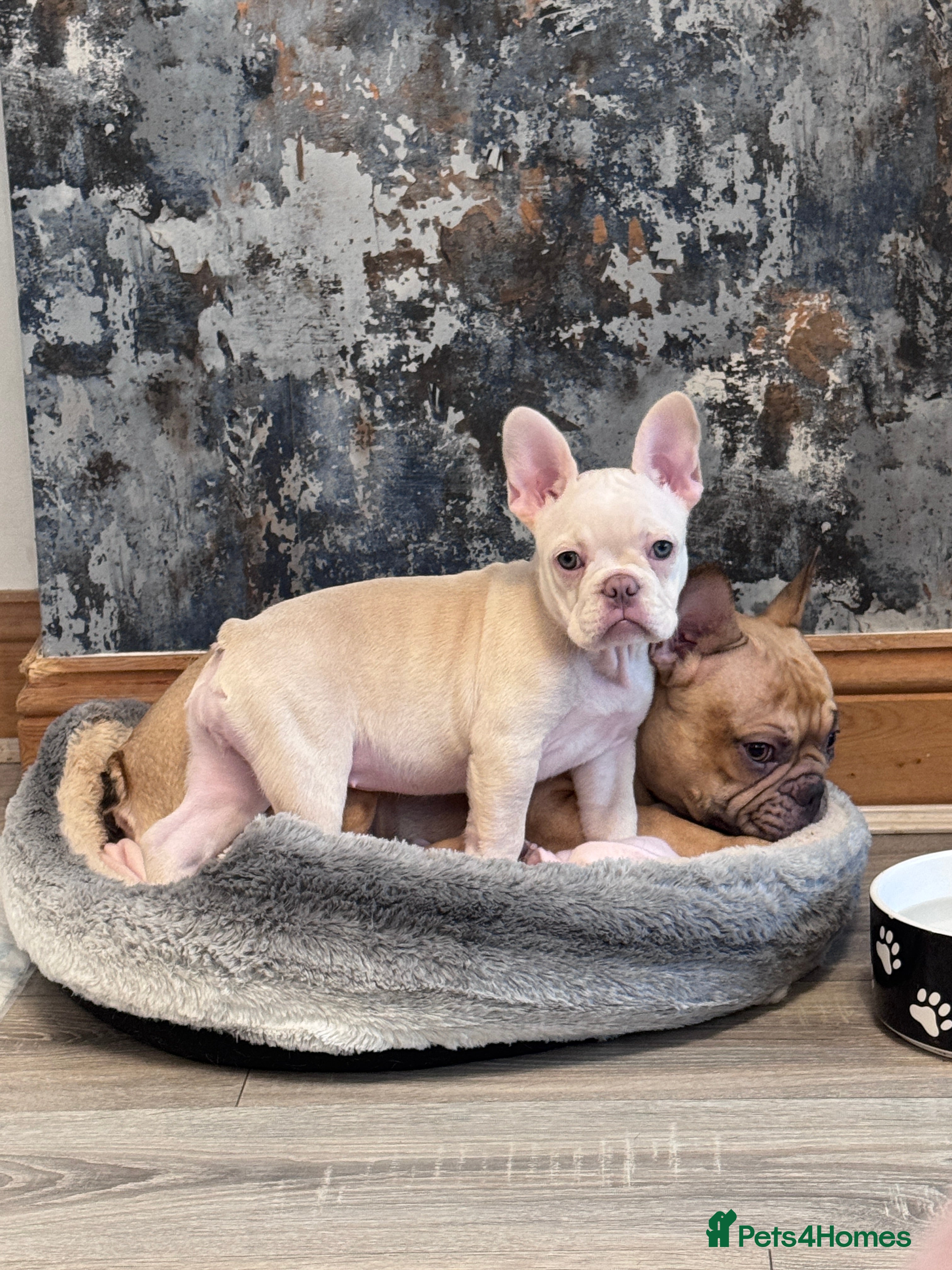 French Bulldog dogs £800! 1 Girl Left, KC registered French Bulldog  - Advert 2