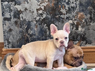 French Bulldog dogs £800! 1 Girl Left, KC registered French Bulldog - Advert 6