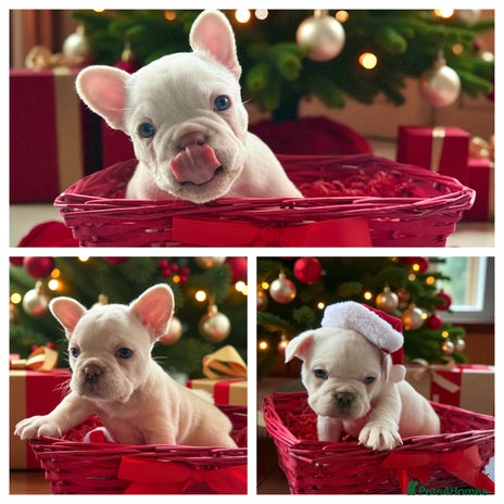 French Bulldog dogs Stunning French Bulldog Boys -Platinum & Cream 💙 - Advert 11
