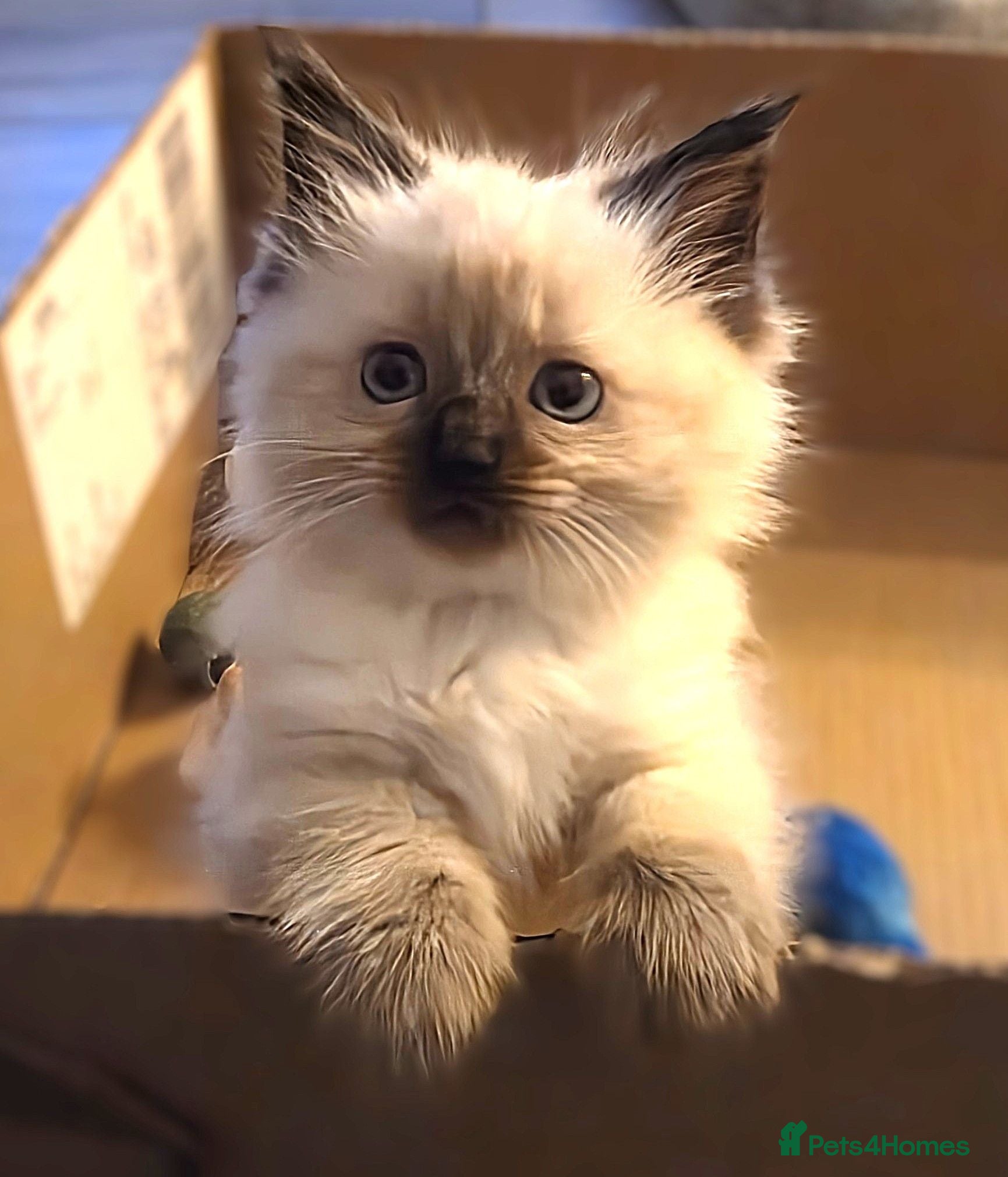 Ragdoll cats Ragdoll Kittens for sale - Advert 3