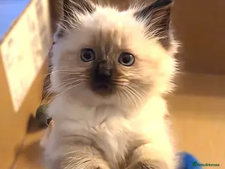 Ragdoll cats Ragdoll Kittens for sale - Advert 5