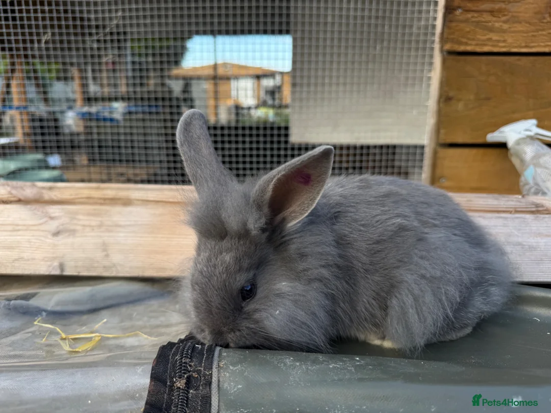 Mixed Breed rabbits for sale: Mini Rex x Lion Lop Babies - TWO LEFT - Advert 5