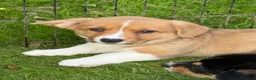 Welsh Corgi Cardigan dogs for sale: 🐶 3 pups left 🐶 Cardigan Corgi puppies 🐾 - Advert 28