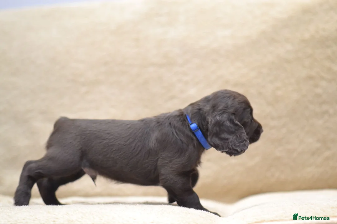 Cocker Spaniel dogs for sale: Chocolate Cocker Spaniel Puppies - Advert 21