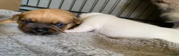 Mixed Breed dogs for sale: READY NOW….. Jack Russell beautiful litter of boys - Advert 34