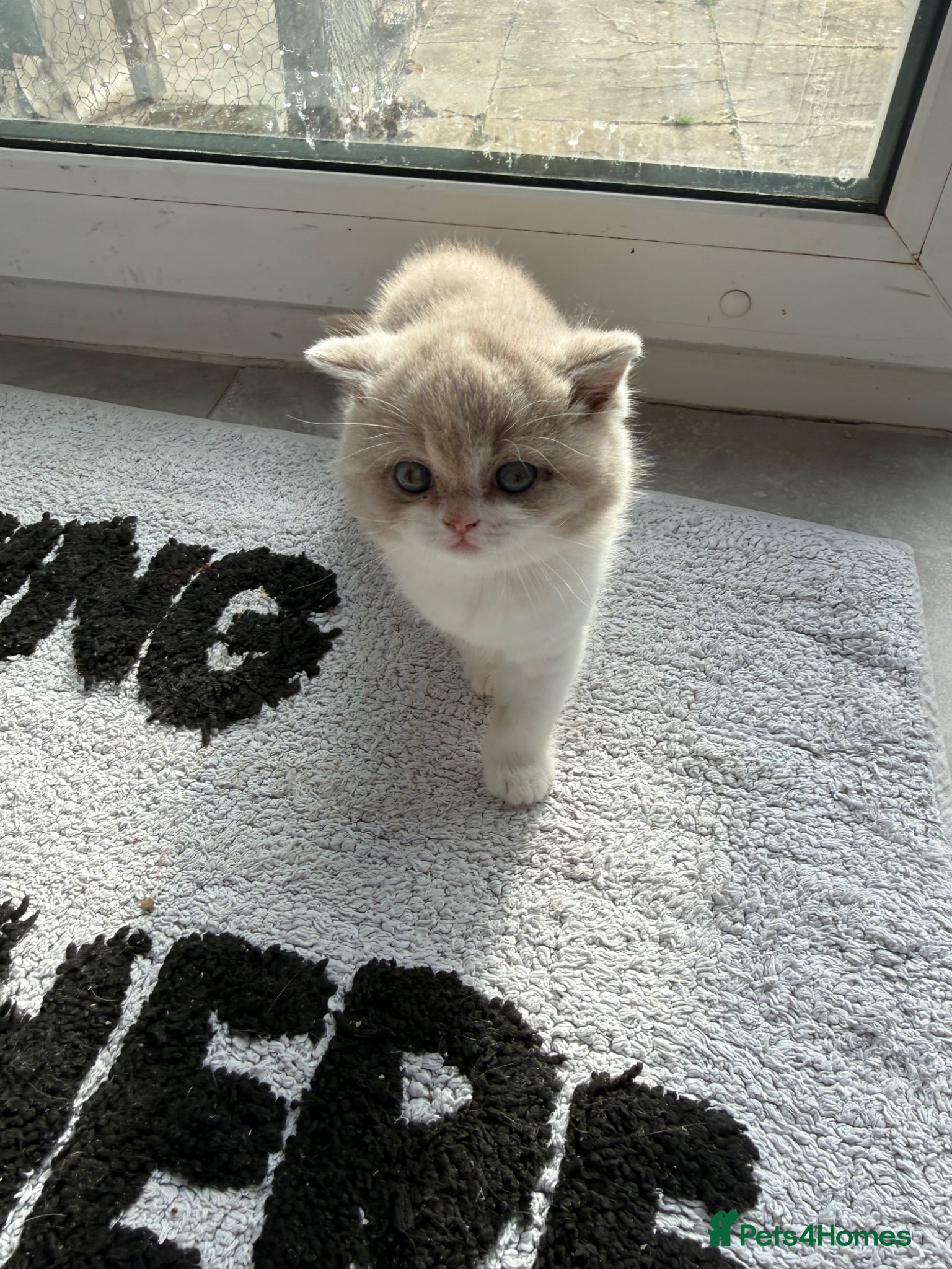 British Shorthair cats Active register beautiful tortie female  - Advert 15