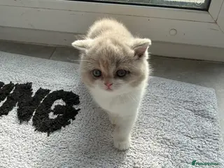 British Shorthair cats Active register beautiful tortie female - Advert 15