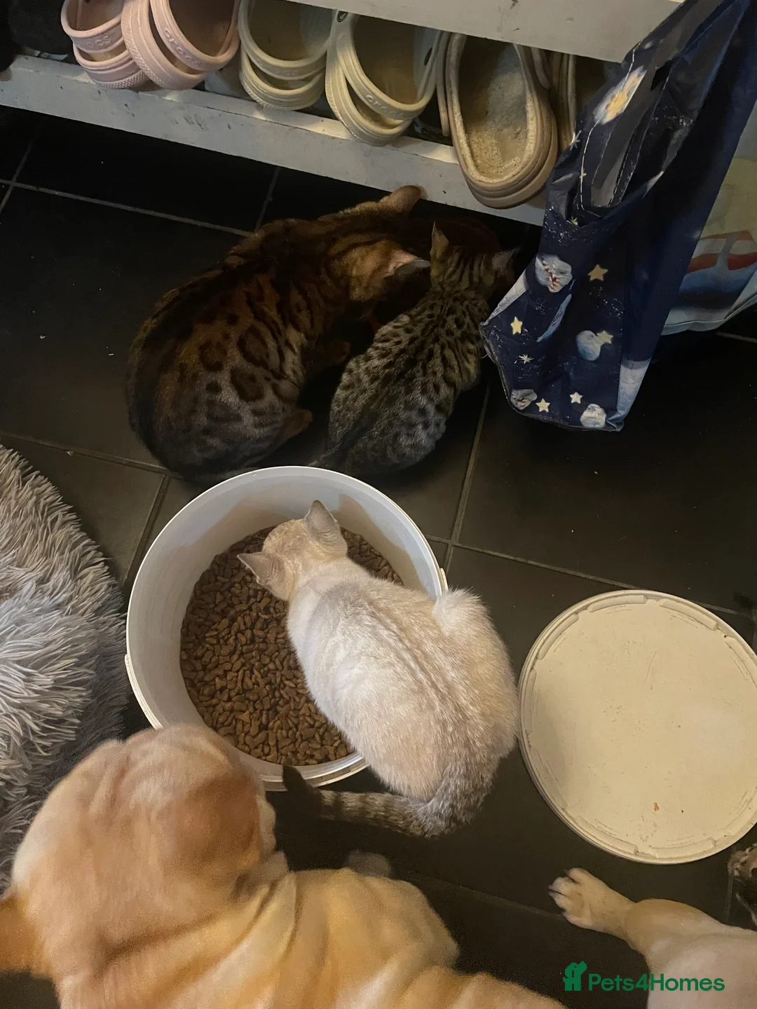 Bengal cats for sale: ❤️INTRODUCING 4 BEAUTIFUL FELINES KITTENS ❤️ - Advert 20