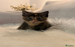 Mixed Breed cats for sale: Gorgeous kittens for sale  - Image 6