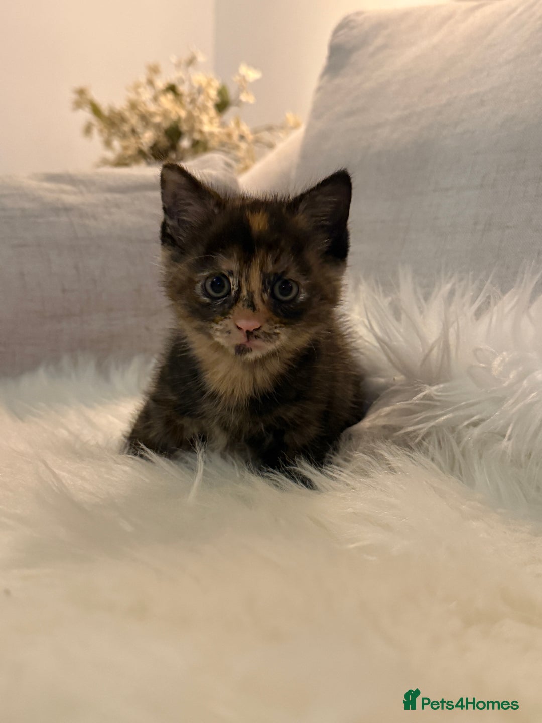 Mixed Breed cats for sale: Gorgeous kittens for sale  - Image 6