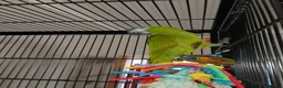 Macaws birds for sale: Gorgeous hand reared hahns macaw  - Advert 2