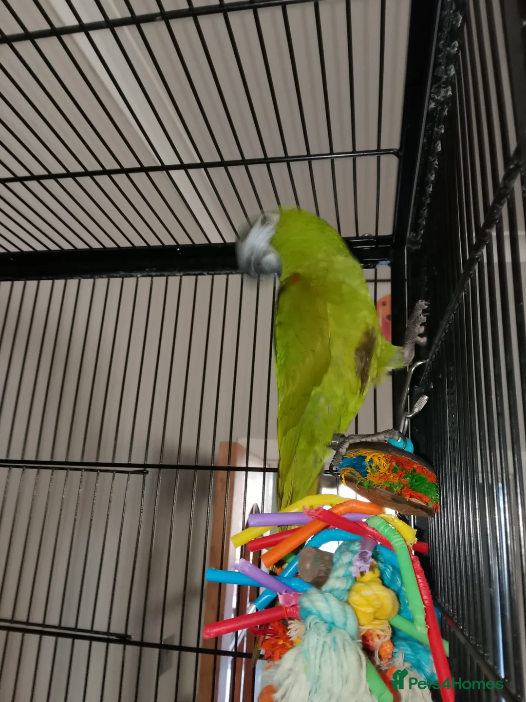 Macaws birds for sale: Gorgeous hand reared hahns macaw  - Advert 2