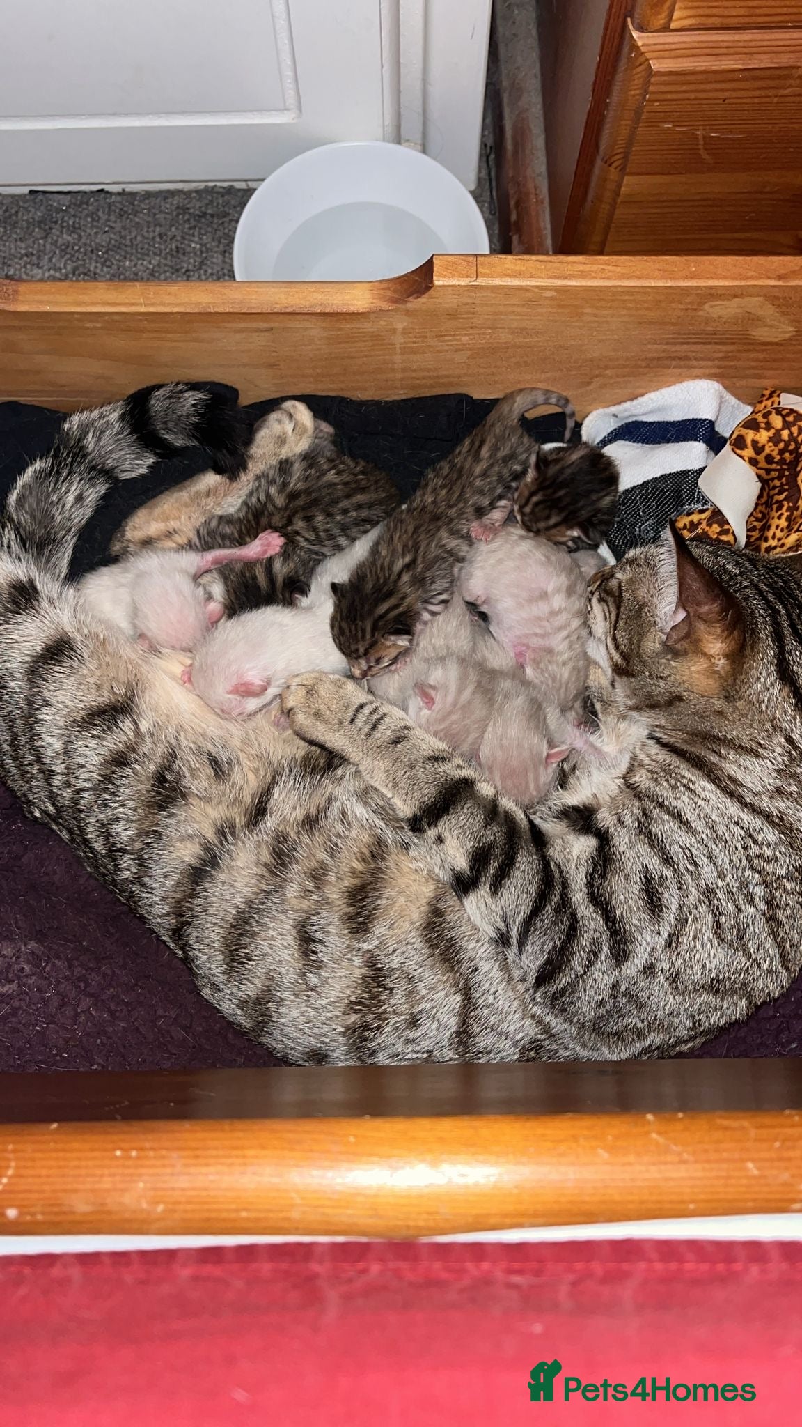 Bengal cats Snow Mink/Lynx & Brown Rosette/Marble Bengals in Worthing - Advert 1