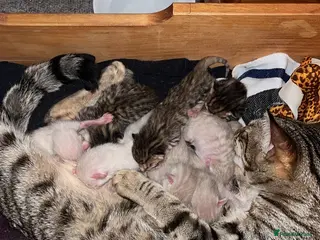 Bengal cats Snow Mink/Lynx & Brown Rosette/Marble Bengals in Worthing - Advert 1