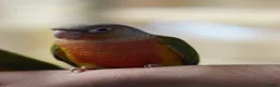 Conures birds for sale: Tame Young Conures  - Advert 3