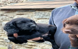 Sprocker dogs for sale: Sprocker - Image 4