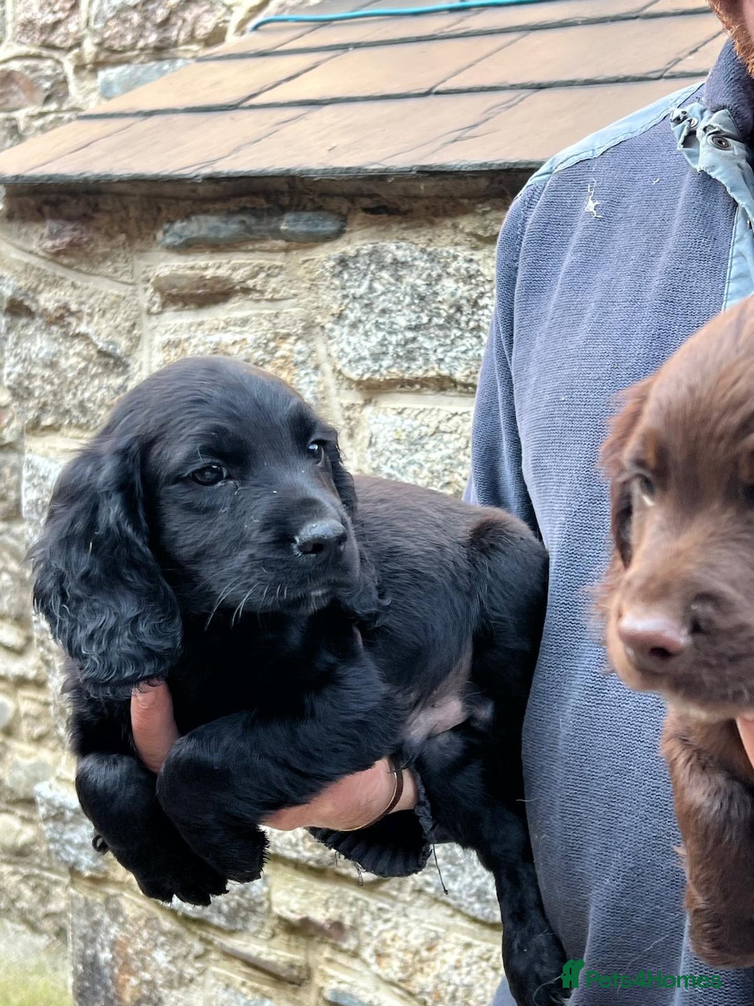 Sprocker dogs for sale: Sprocker - Image 4