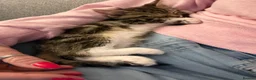 British Shorthair cats for sale: Beautiful cuddly kitten for adoption  - Advert 10