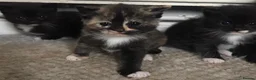 British Shorthair cats for sale: Adorable kittens girls and boys available  - Advert 12