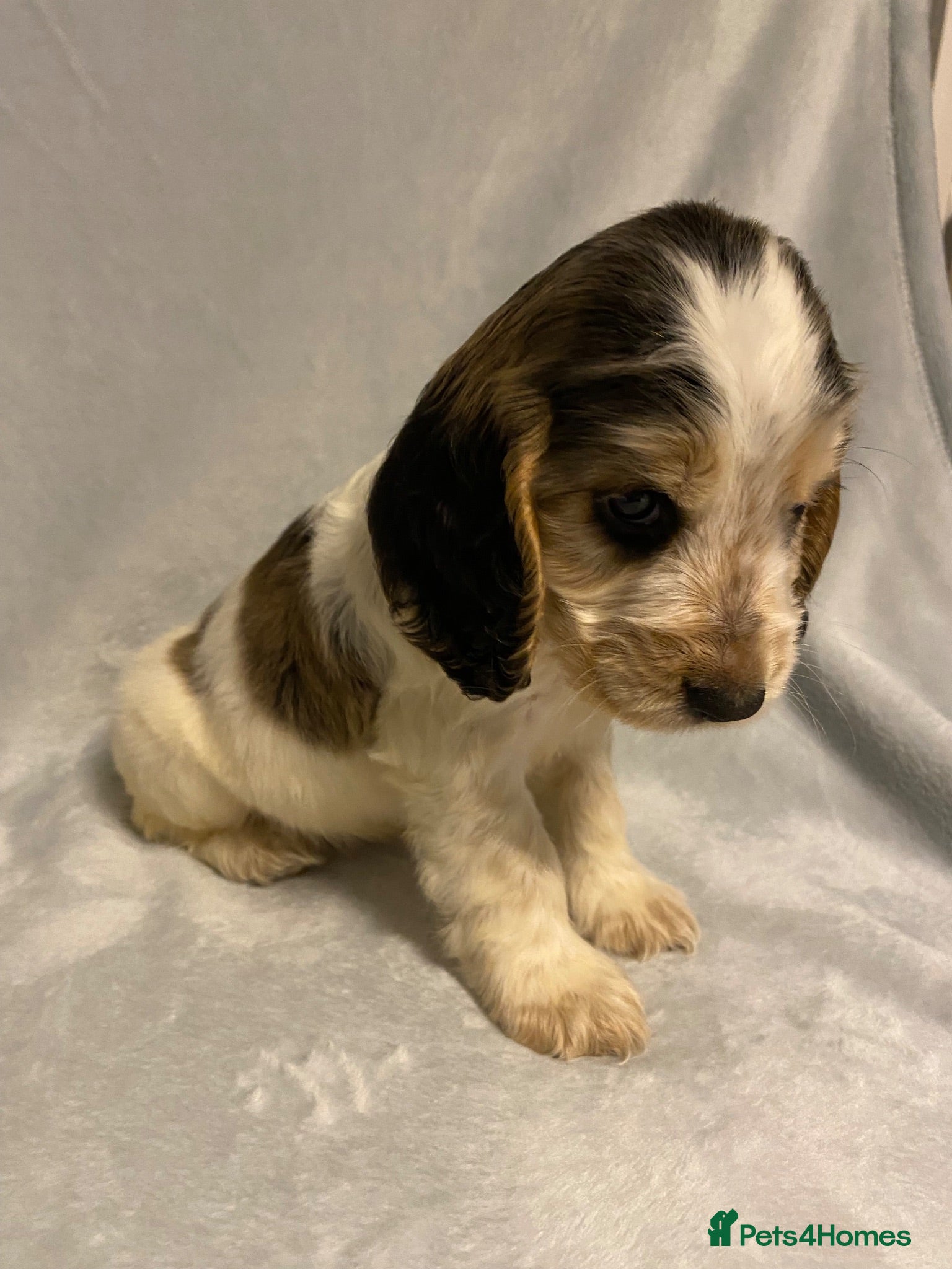 Cocker Spaniel dogs 🐶Show type KC reg vaccinated READY NOW  - Advert 2