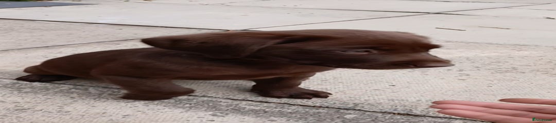 Labrador Retriever Puppy 3