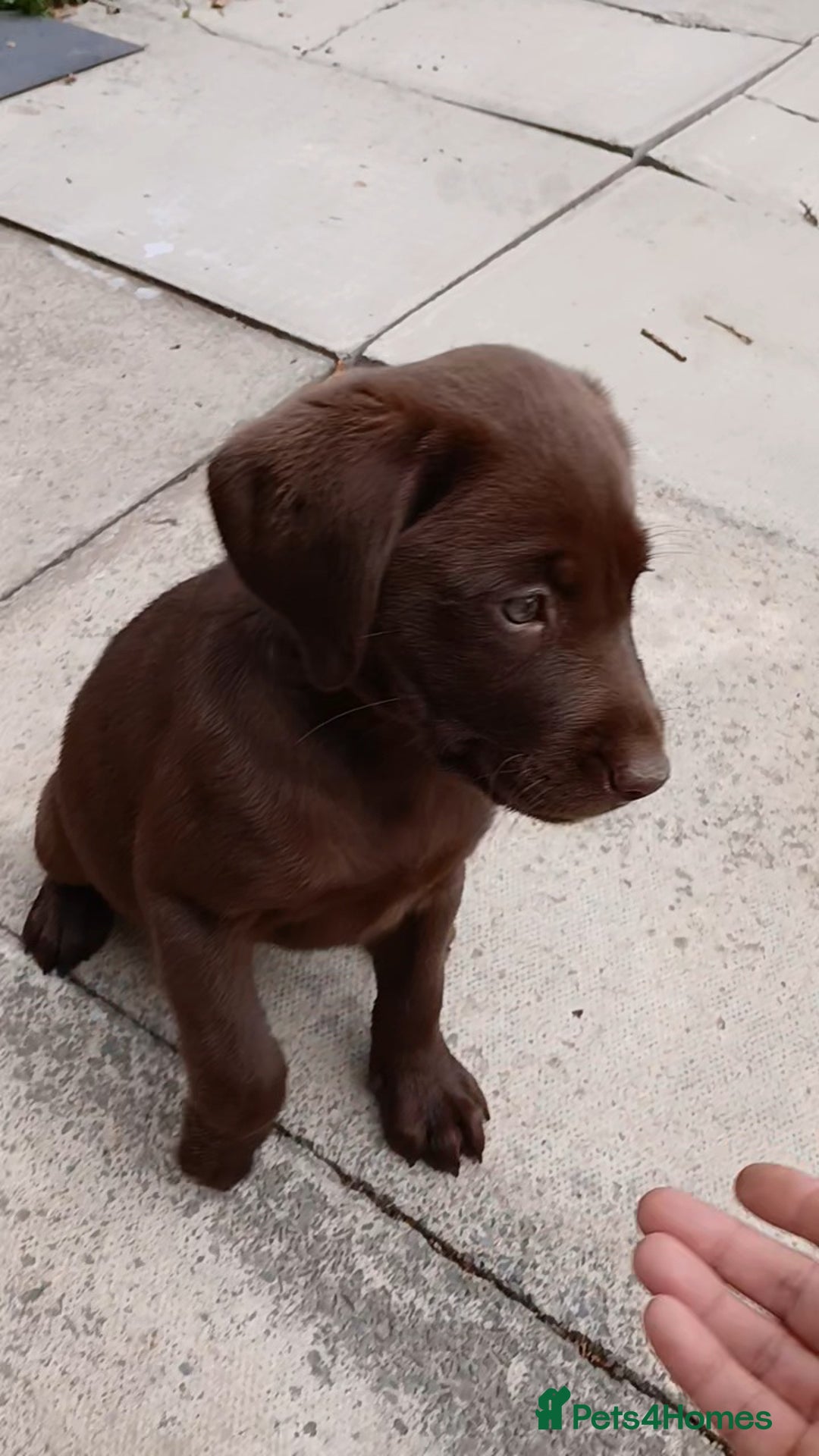 Labrador Retriever dogs for sale: Champain/chocolate puppys - Image 16