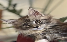 Maine Coon cats for sale: Stunning Maine Coon boy registered with GCCF - Image 1