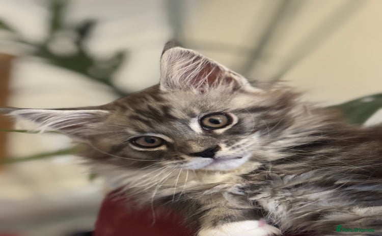 Maine Coon cats - Advert 3