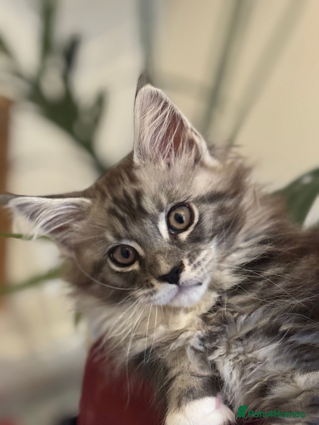 Maine Coon cats for sale: Stunning Maine Coon boy registered with GCCF - Image 1
