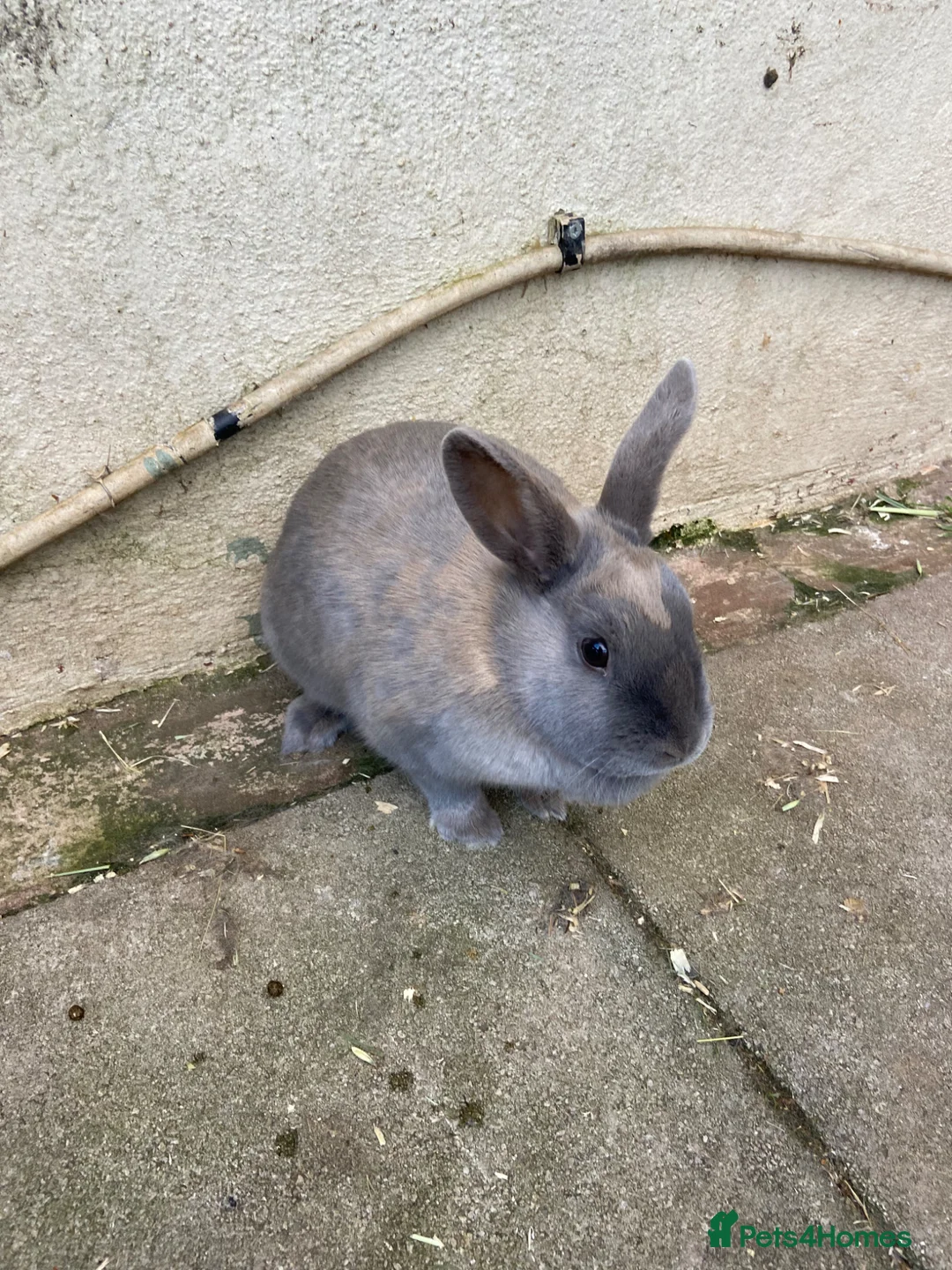 Mixed Breed rabbits for sale: Rabbit in Deeside - Advert 3