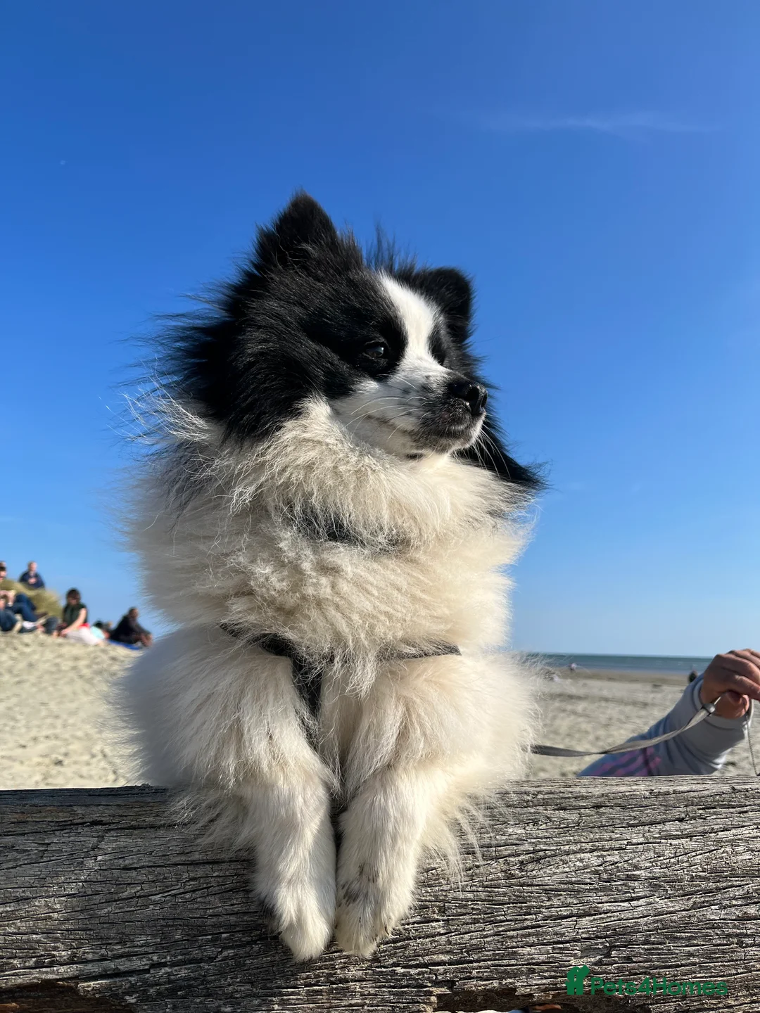 German Spitz dogs for stud: German spitz stud - Advert 12