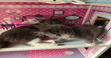 Maine Coon cats - Advert 2