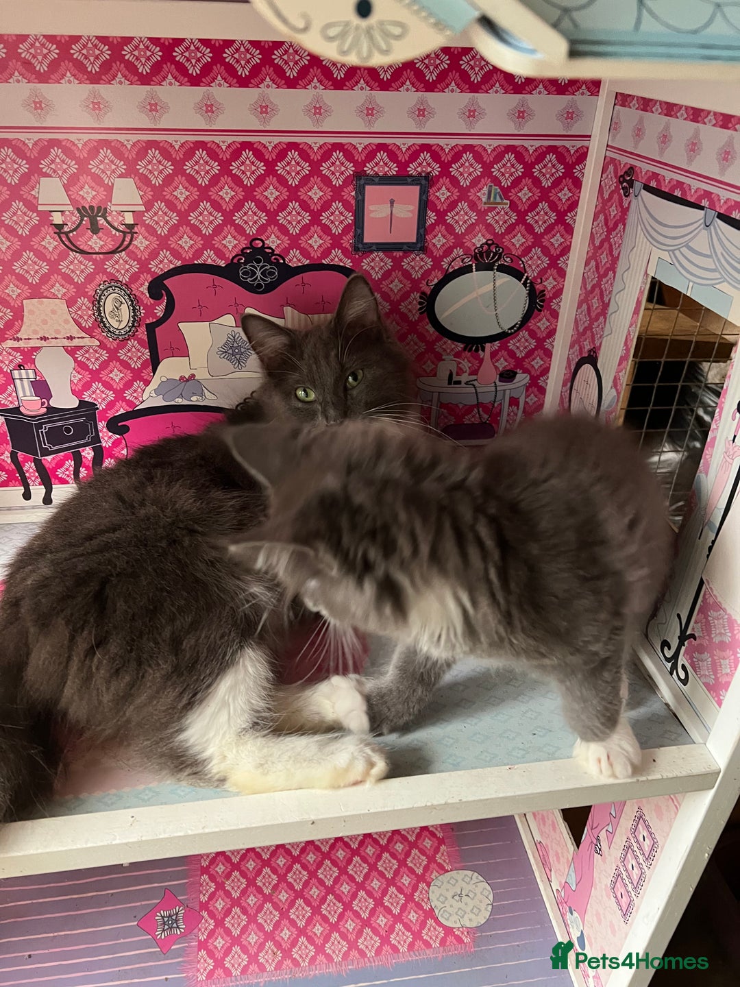 Maine Coon cats for sale: 3 Beautiful Main Coon - Image 2