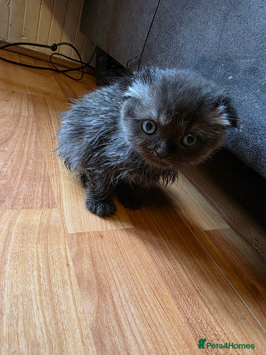 Scottish Fold cats for sale: 3 Scottish Folds (6weeks) - Image 1