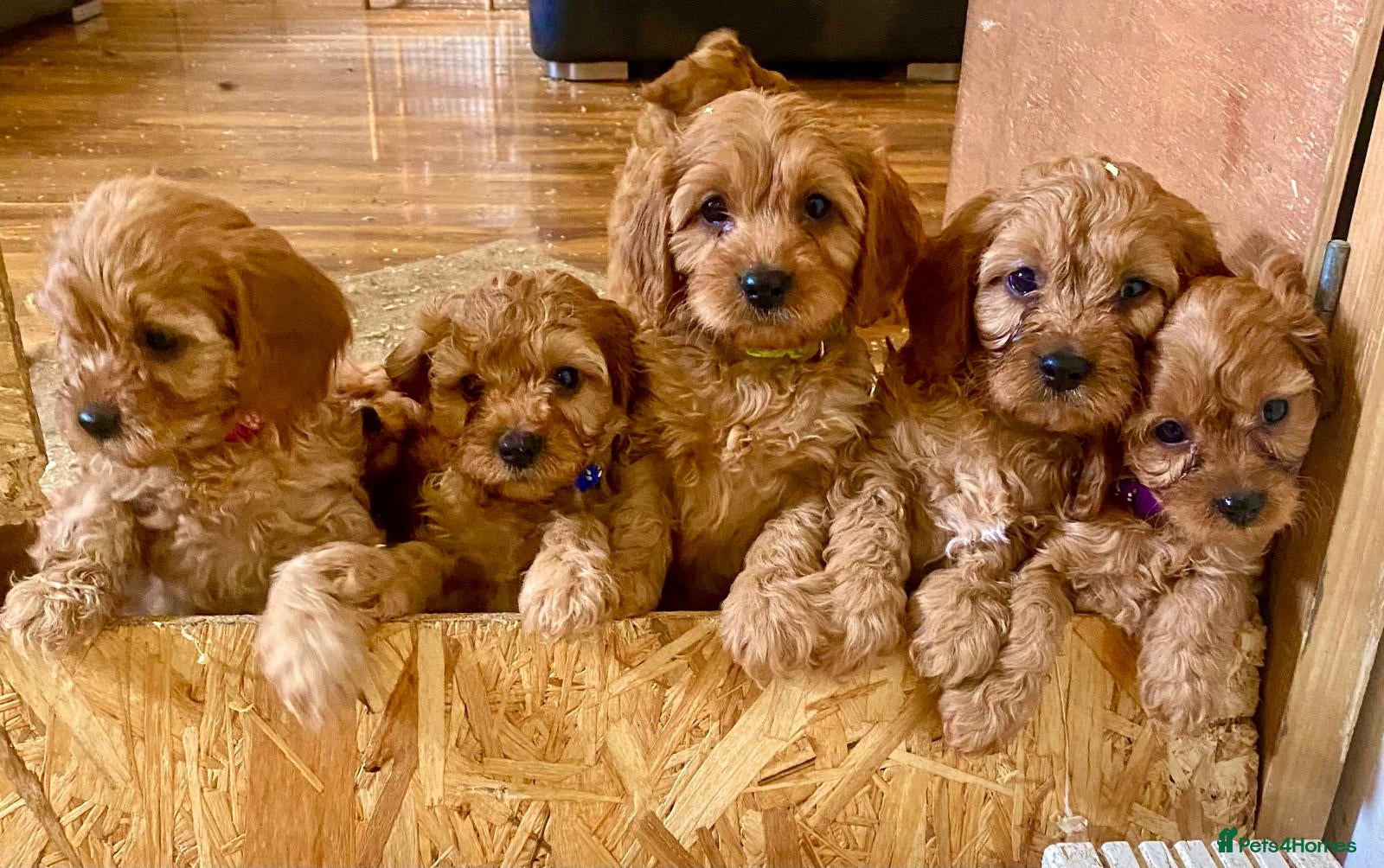 Cavapoo dogs F1 CAVAPOOS READY TO LEAVE. - Advert 2