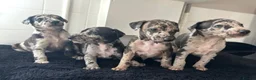 Mixed Breed dogs for sale: Whippet cross collie greyhound  - Advert 2