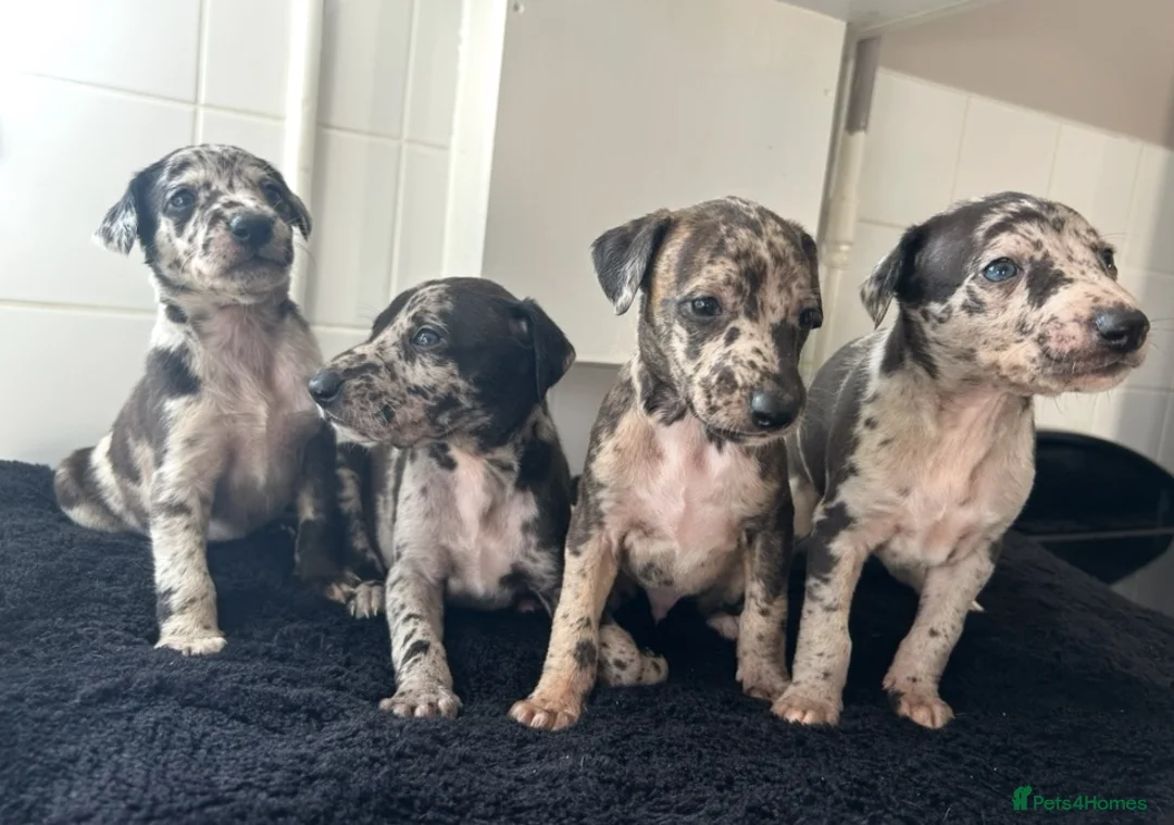 Mixed Breed dogs for sale: Whippet cross collie greyhound  - Advert 2