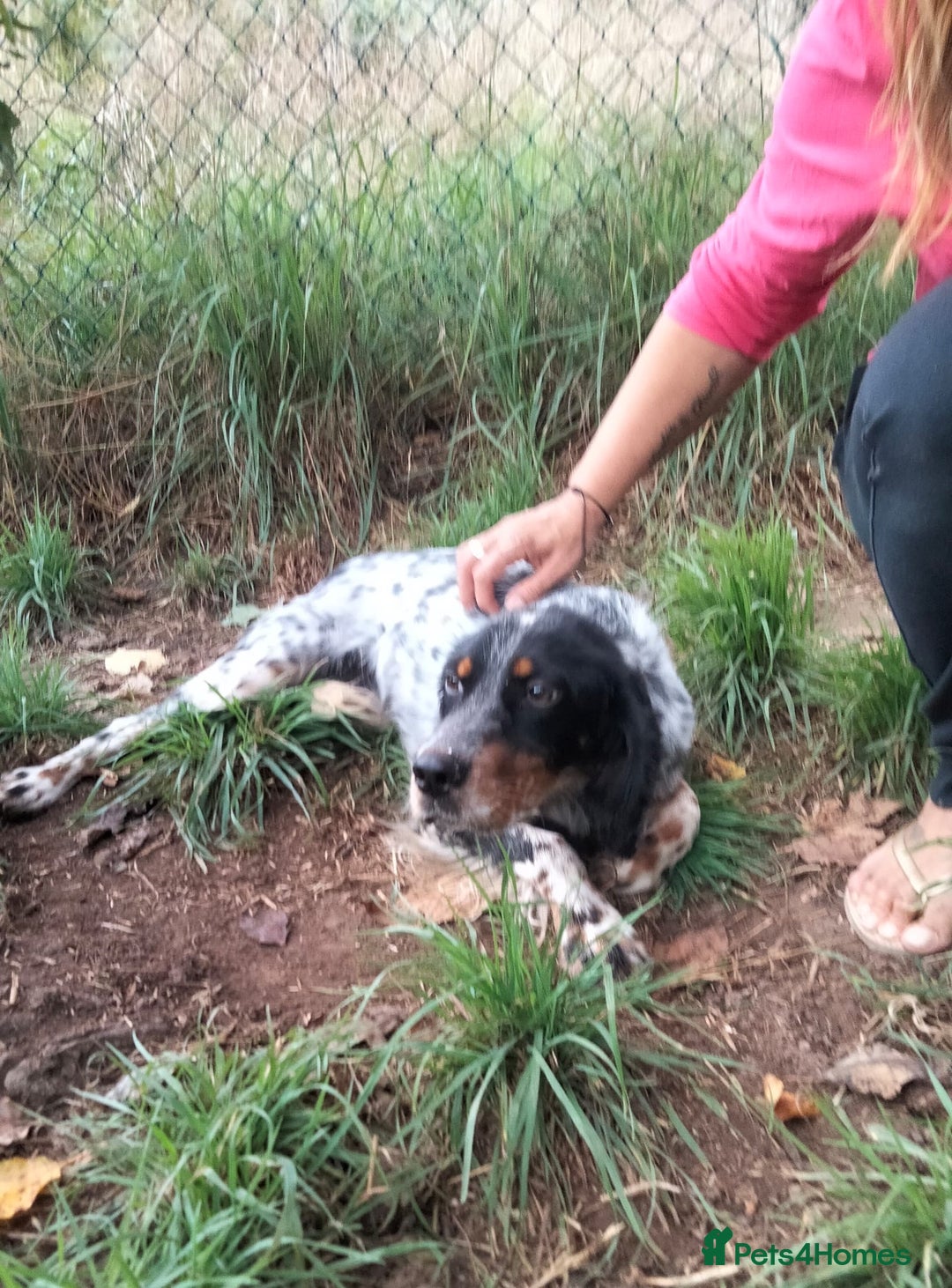 English Setter dogs for adoption: Olaf  - Image 5