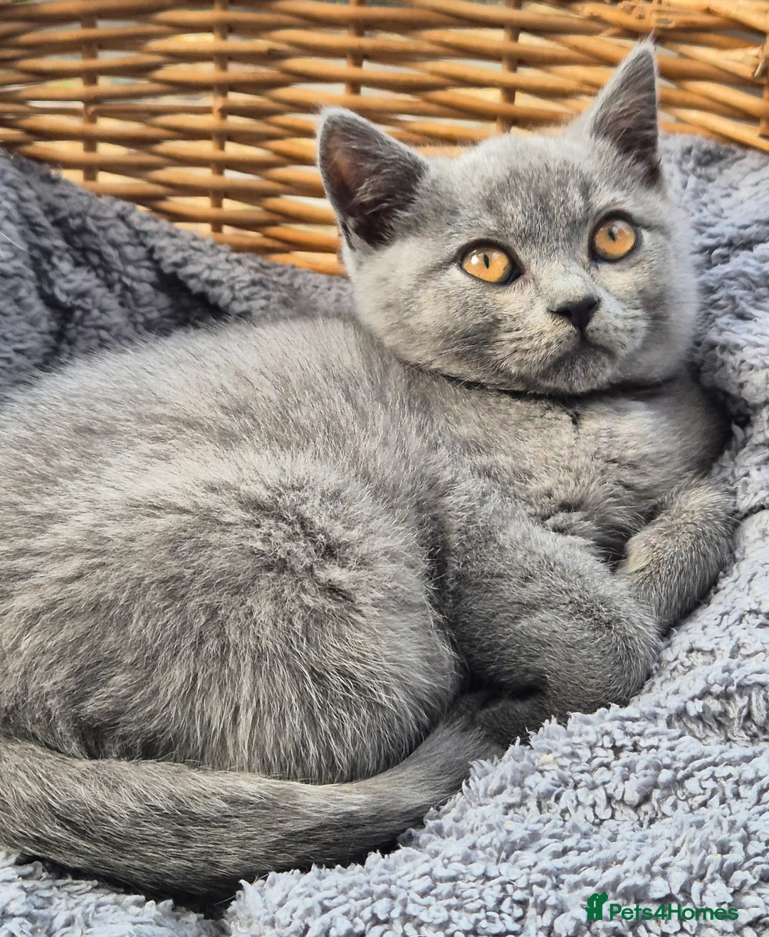 British Shorthair cats for sale: Stunning BSH kitten GCCF Reg Champion sired - Advert 41