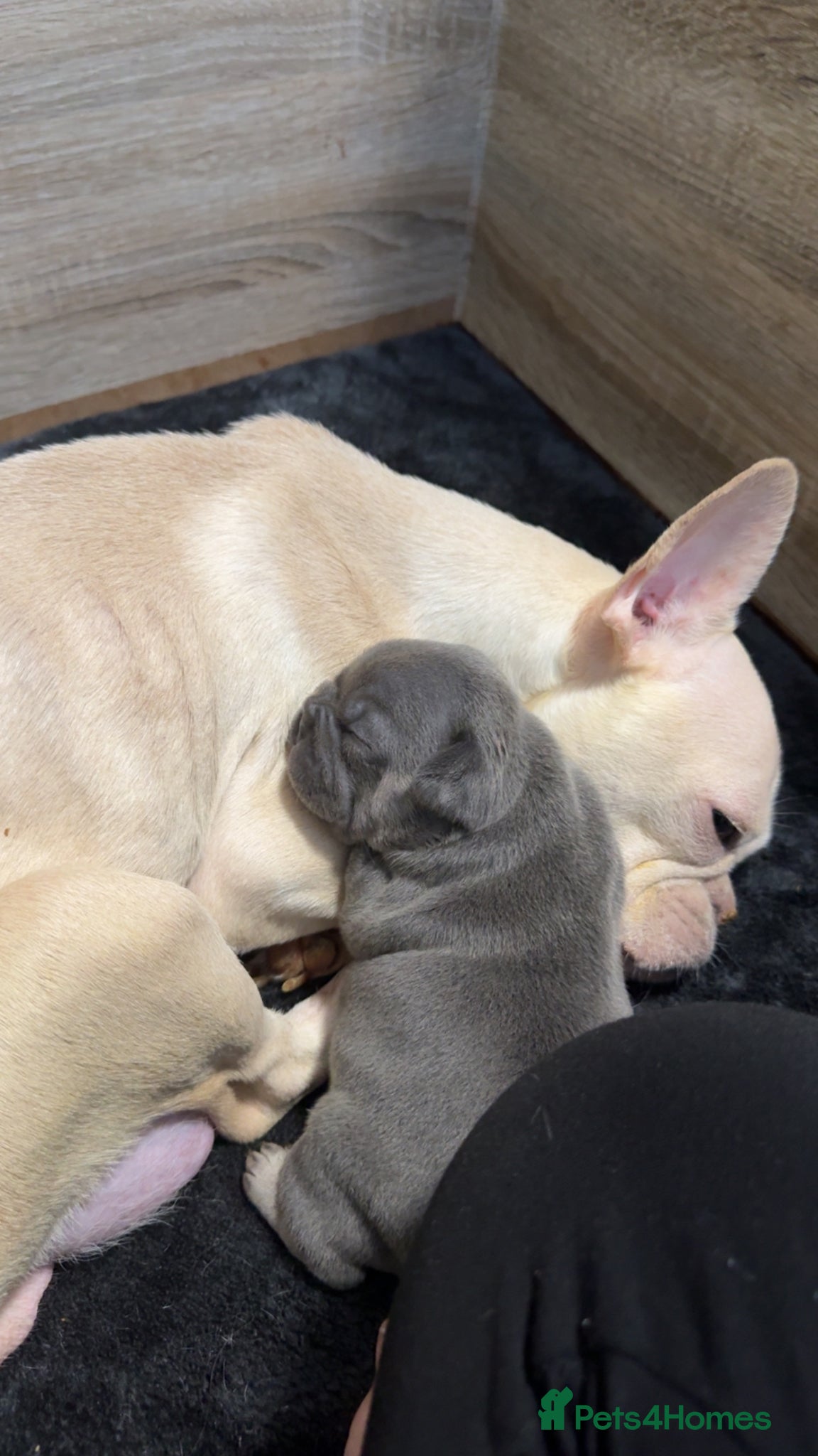 French Bulldog dogs 4 month old puppy  - Advert 5