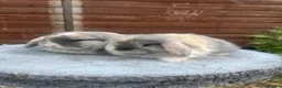 Mini Lop rabbits for sale: Stunning litter of mini lops  - Advert 1