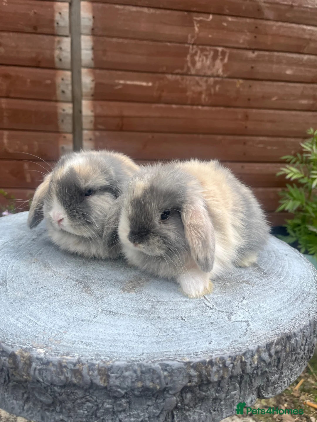 Mini Lop rabbits for sale: Stunning litter of mini lops  - Advert 1