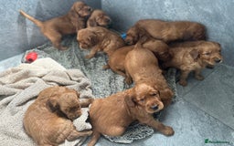 Irish Setter dogs for sale: Rare Golden Irish litter - Image 34