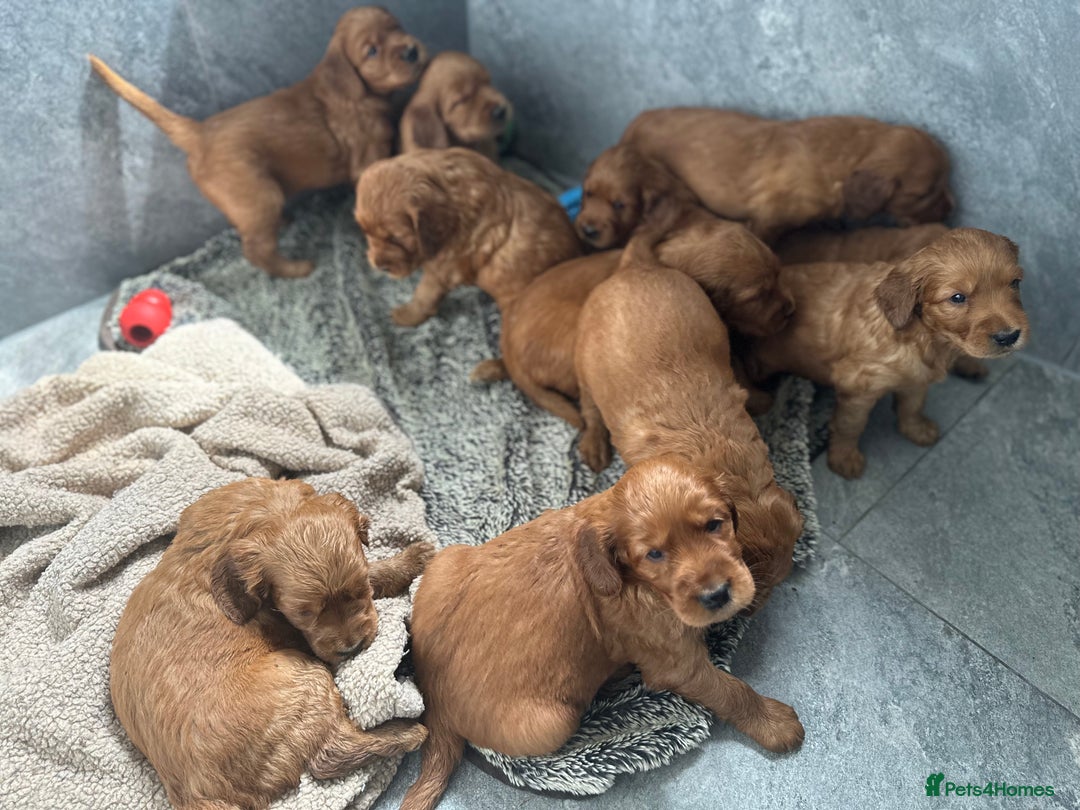 Irish Setter dogs for sale: Rare Golden Irish litter - Image 34