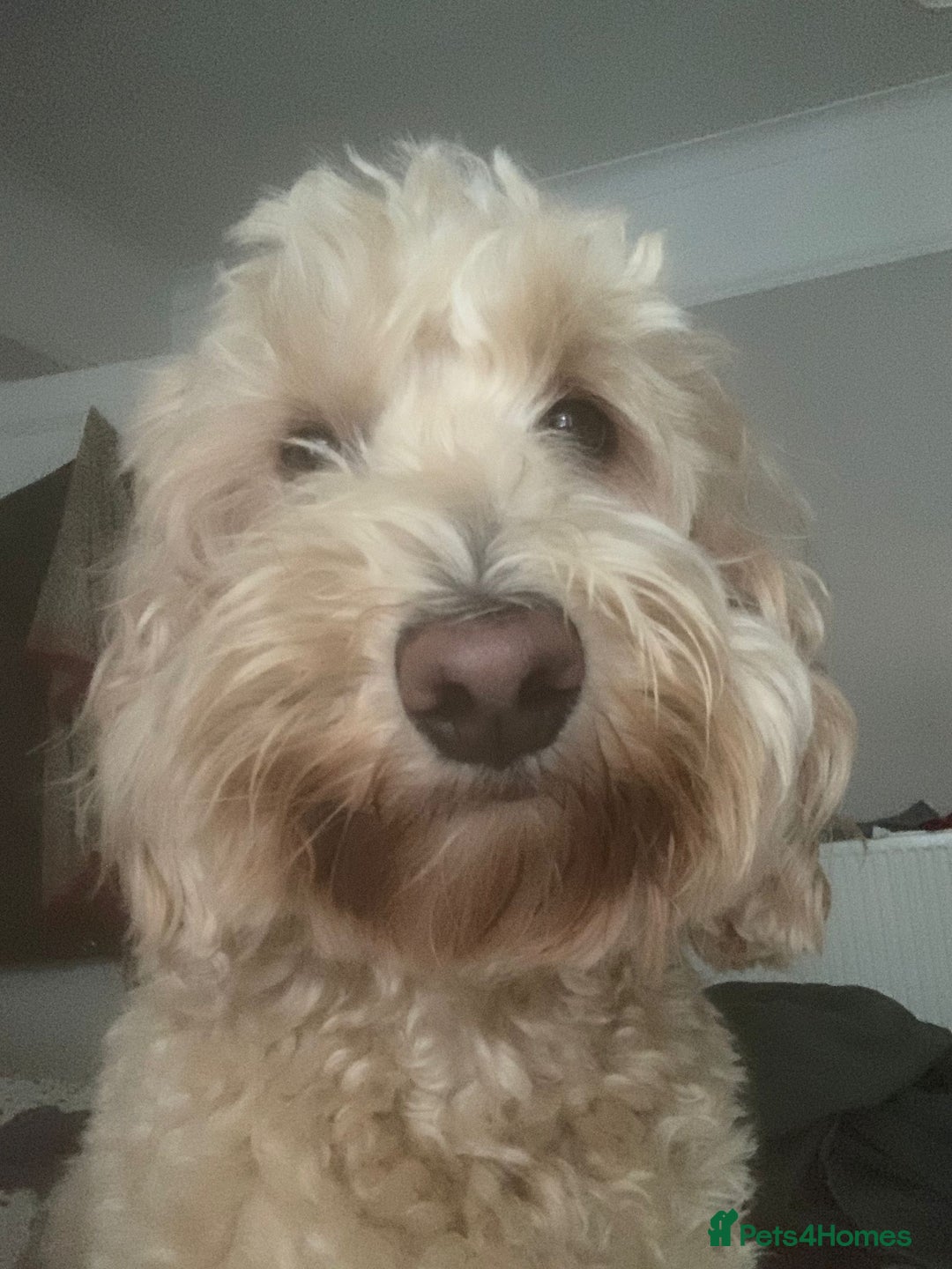 Cockapoo dogs for sale: Loving 5y/o Male Cockapoo - Image 6