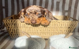 Miniature Dachshund dogs for sale: Miniature dachshunds READY for forever home 🐶🤎 - Image 26