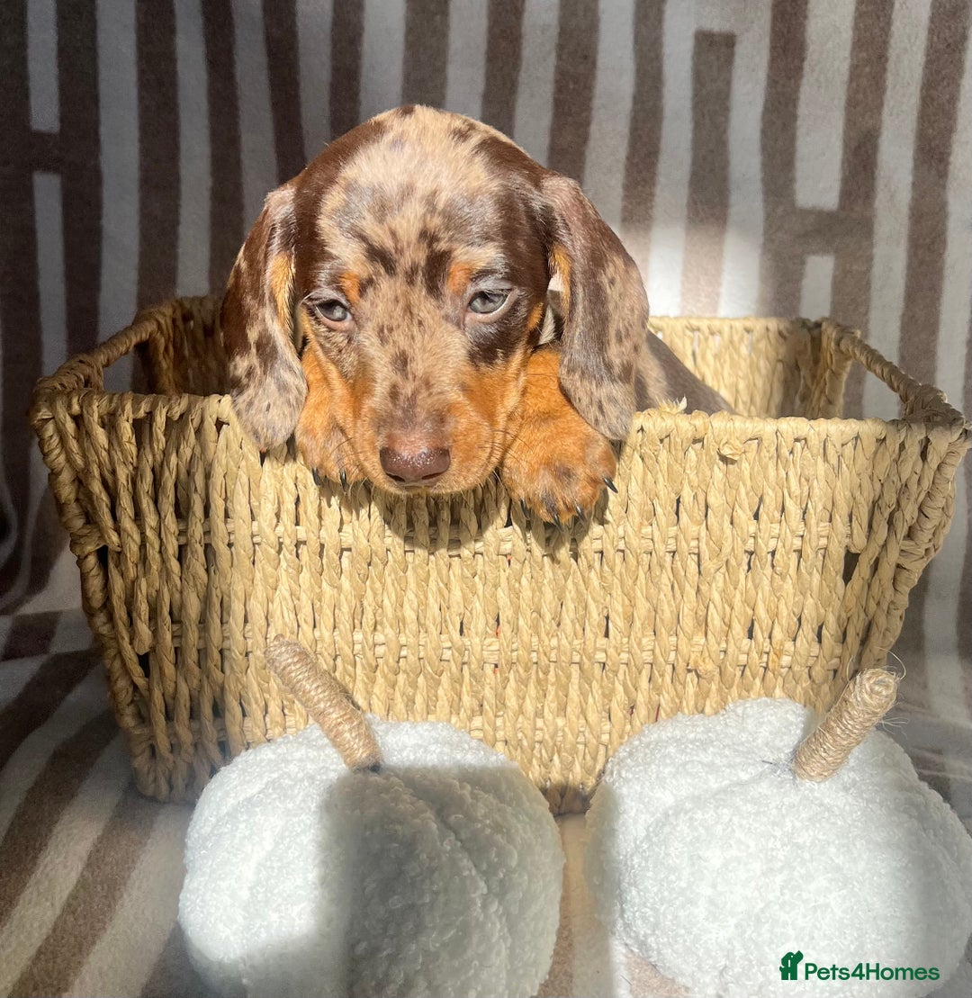 Miniature Dachshund dogs for sale: Miniature dachshunds READY for forever home 🐶🤎 - Image 26