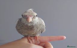 Cockatiels birds for sale: Hand reared silly tame DNA sexed baby cockatiels  - Image 12